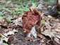 Vörösbarna papsapkagomba (Gyromitra fastigiata), Budai-hegység